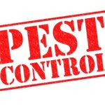 Pest Control for Rats: A Proactive Approach