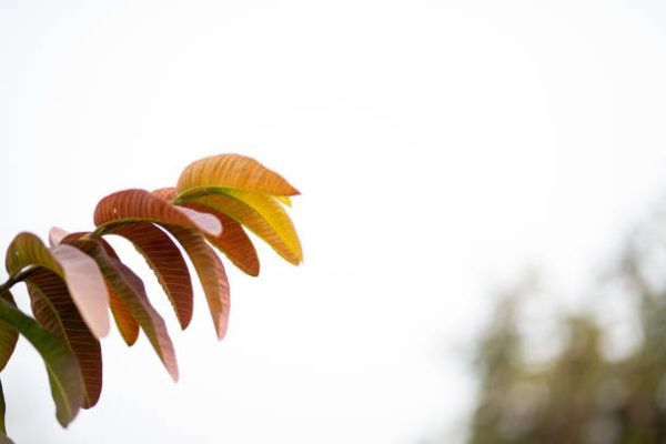 Red Malay Kratom Nature's Solution for Stress and Pain Relief